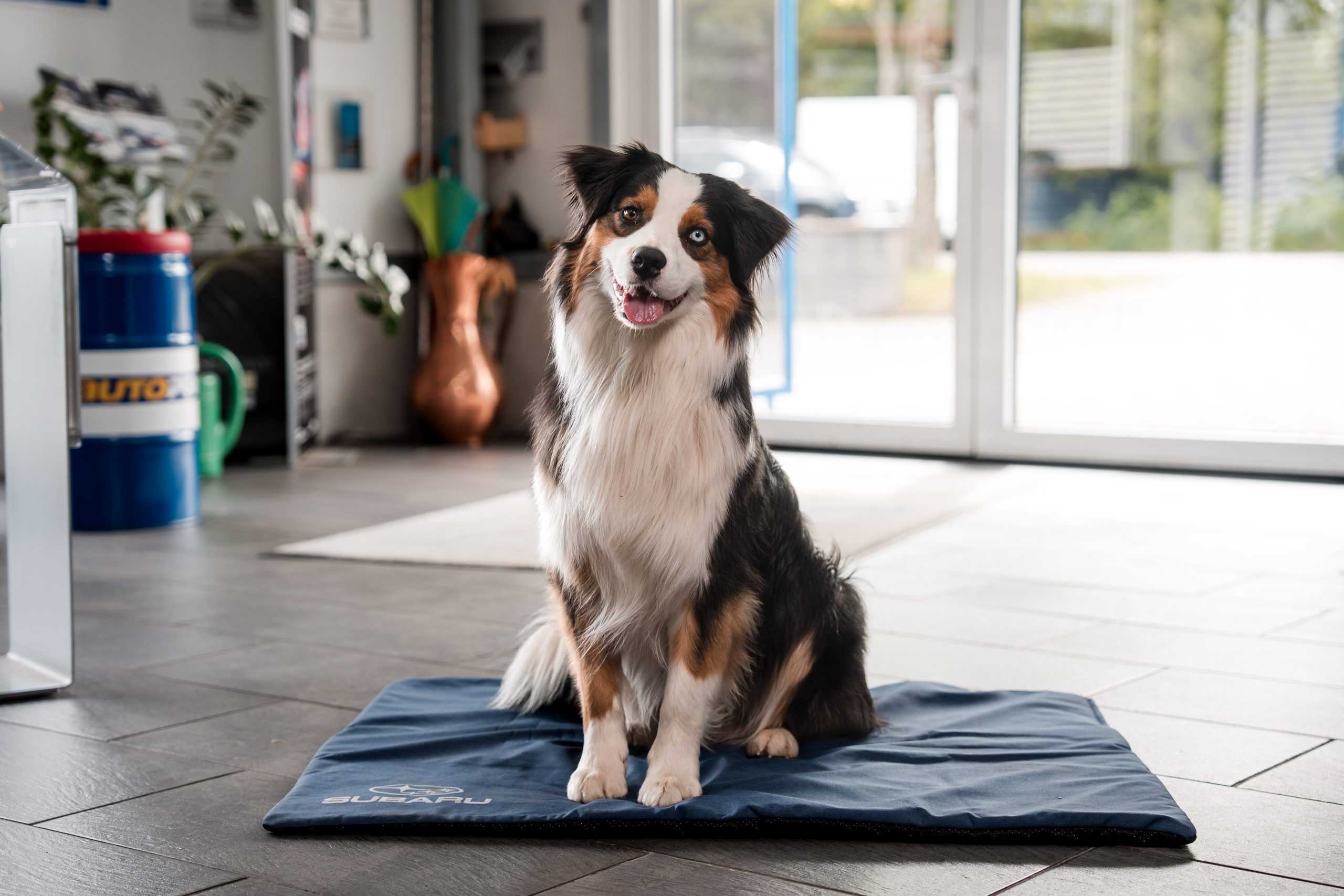 Bürohund Bungee